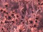 USA-Washington State Infrared capture wildflowers in bloom Art Print